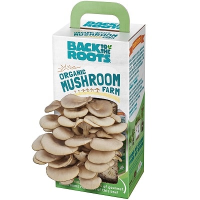 Back To The Roots Organic Mushroom Growing Kit