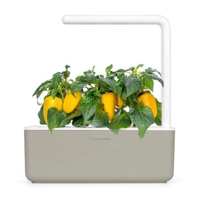 A white planter with yellow peppers growing