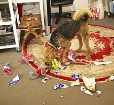 A dog wrecking havoc in a living room