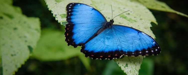 Morpho blue butterfly resting on a green leaf