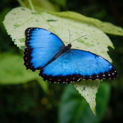 Morpho blue butterfly resting on a green leaf