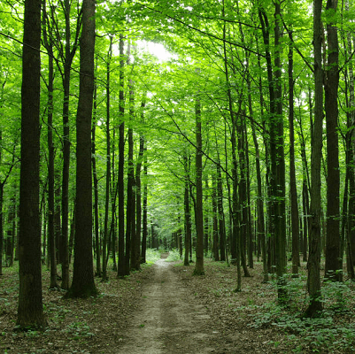 Trees in the forest