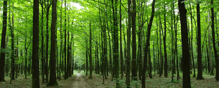 a lush green forest with a path through it