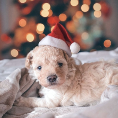 A dog wearing a Santa hat snuggles against a beige towel; a Christmas tree is fuzzy in the background