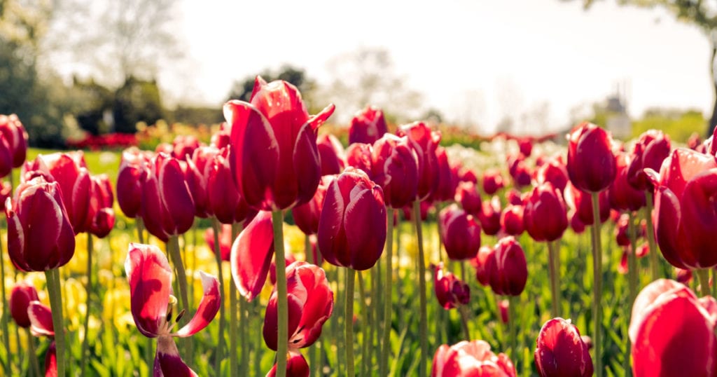 A bed of tulips